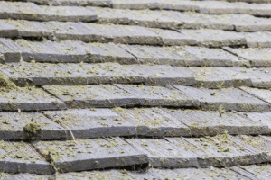 Read more about the article How to Remove Algae from Your Roof in Utah